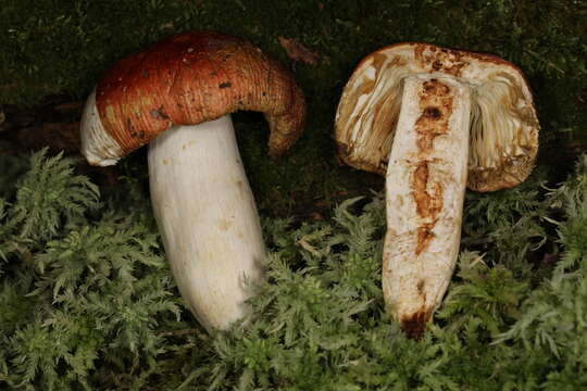 Image of Russula bicolor Burl. 1913