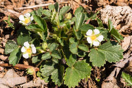 Image of Barren Strawberry