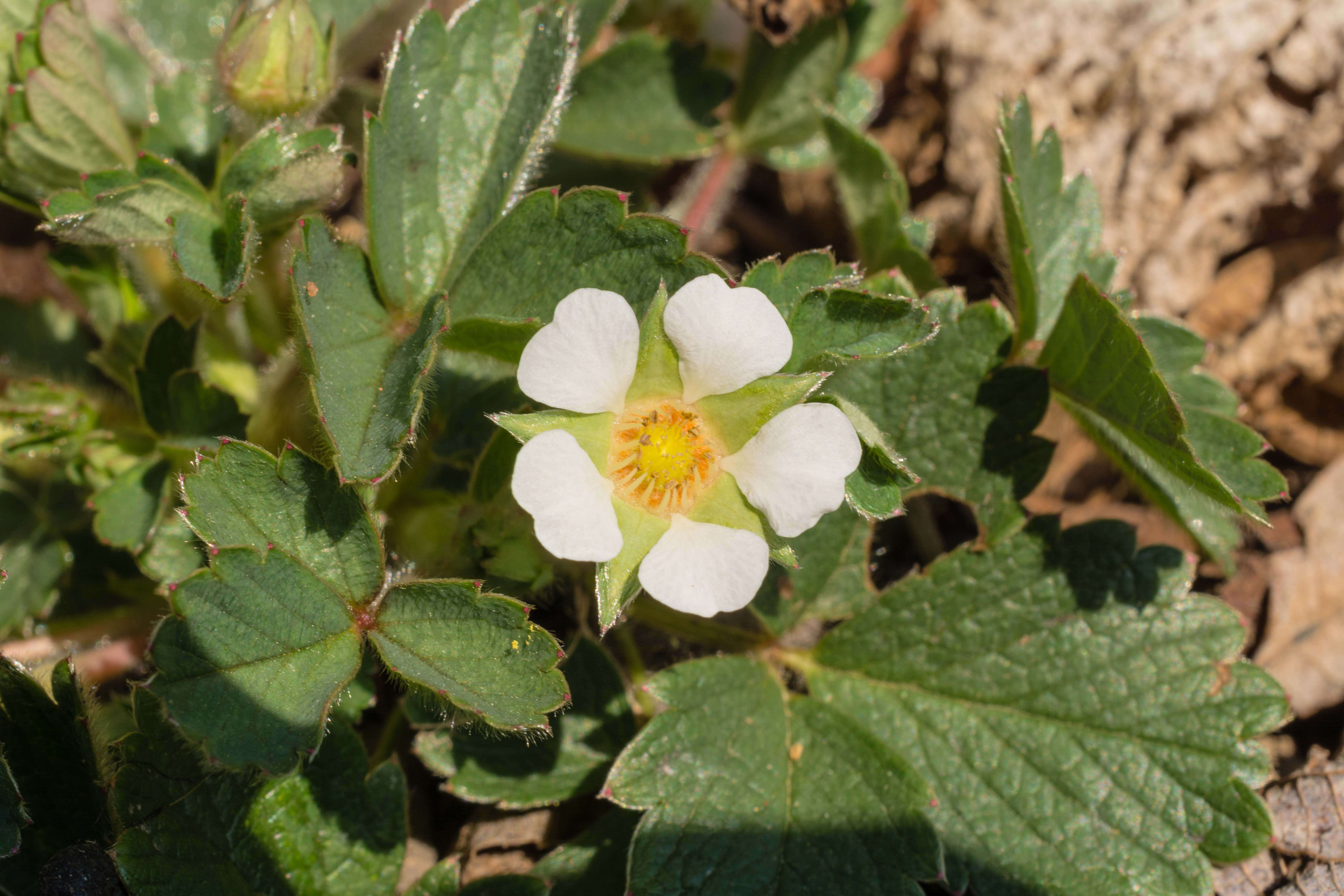 Image of Barren Strawberry