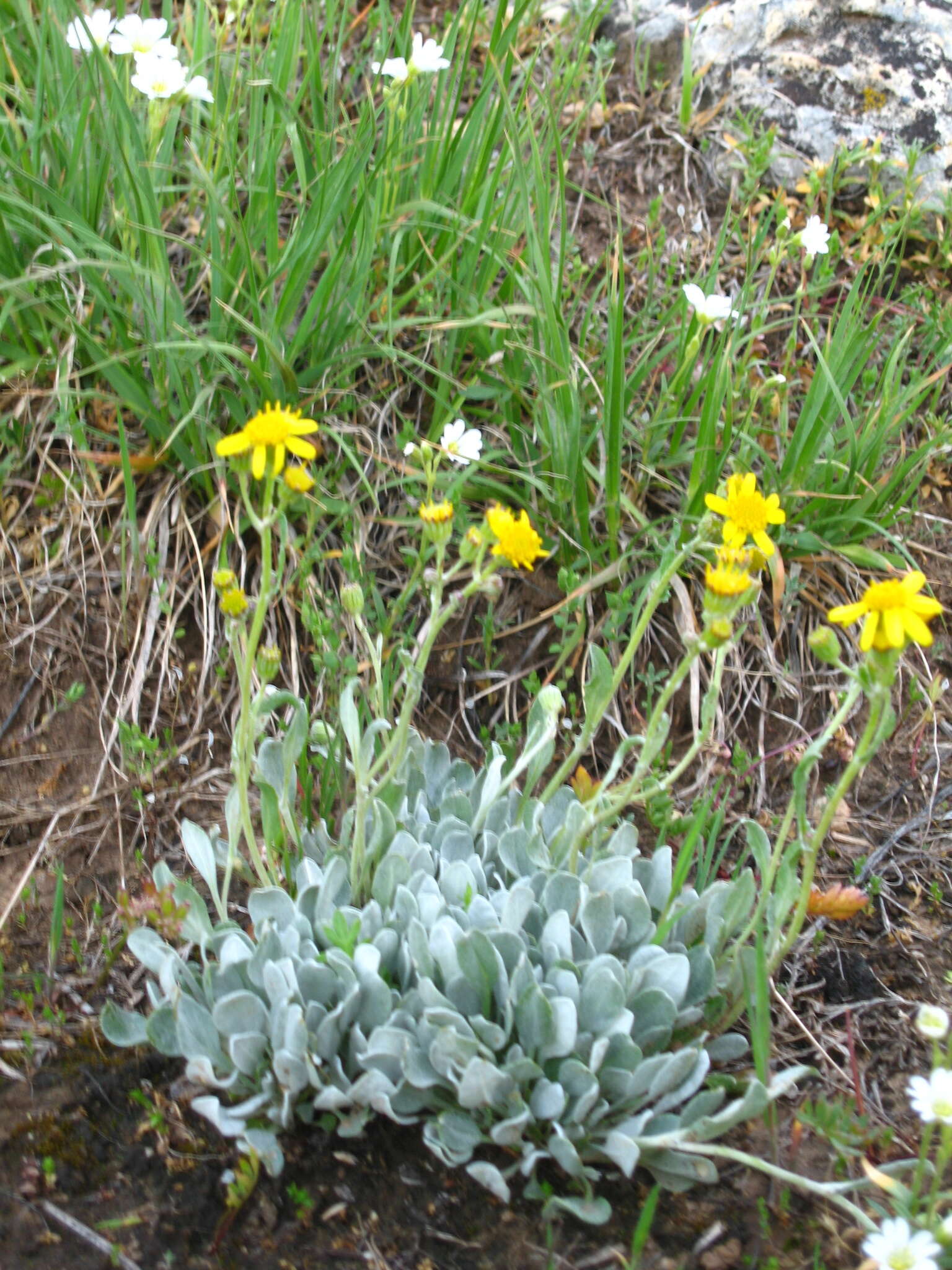 Image of woolly groundsel