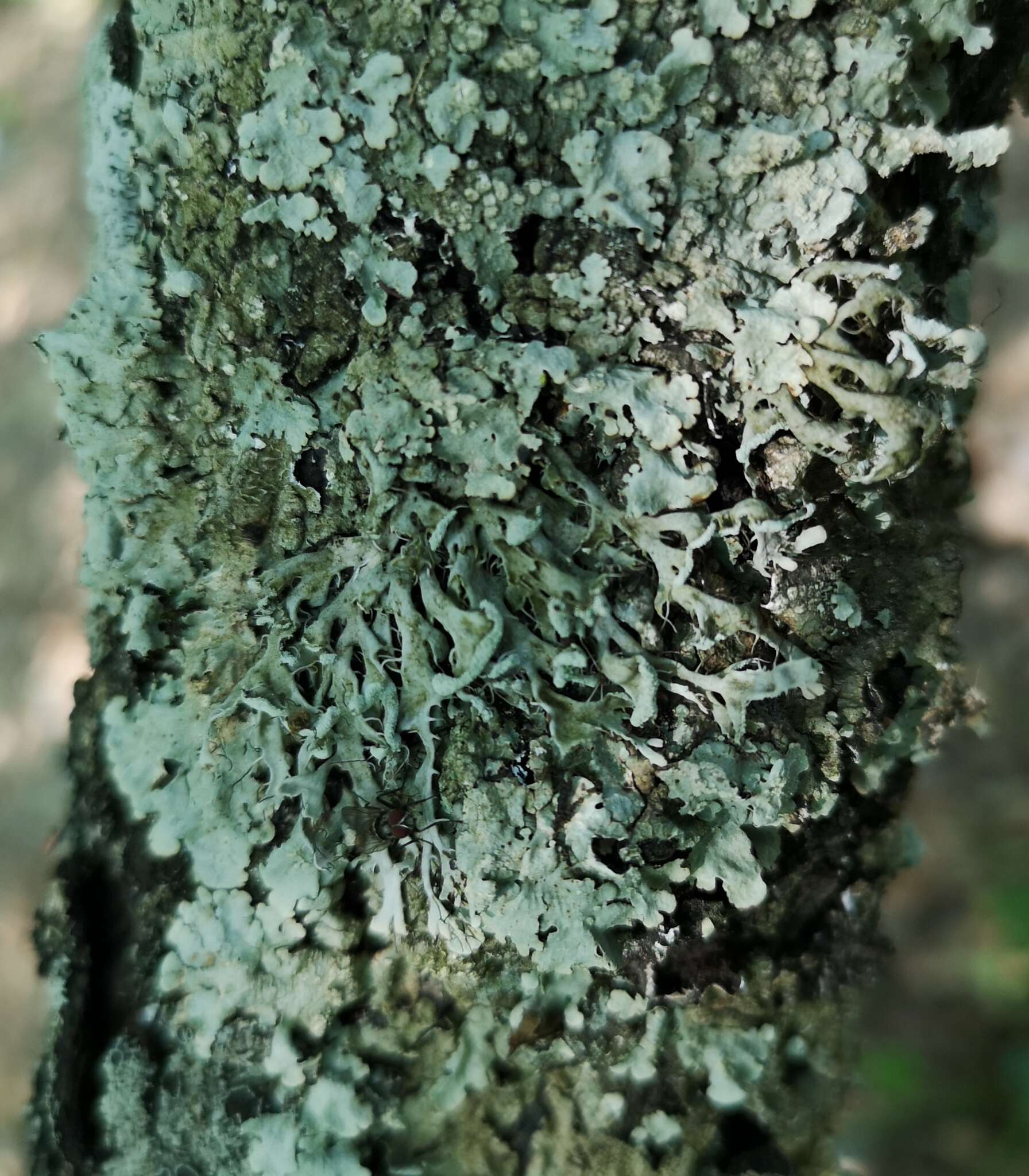 Image of shield lichen