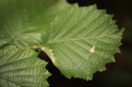 Image of Hazel Slender