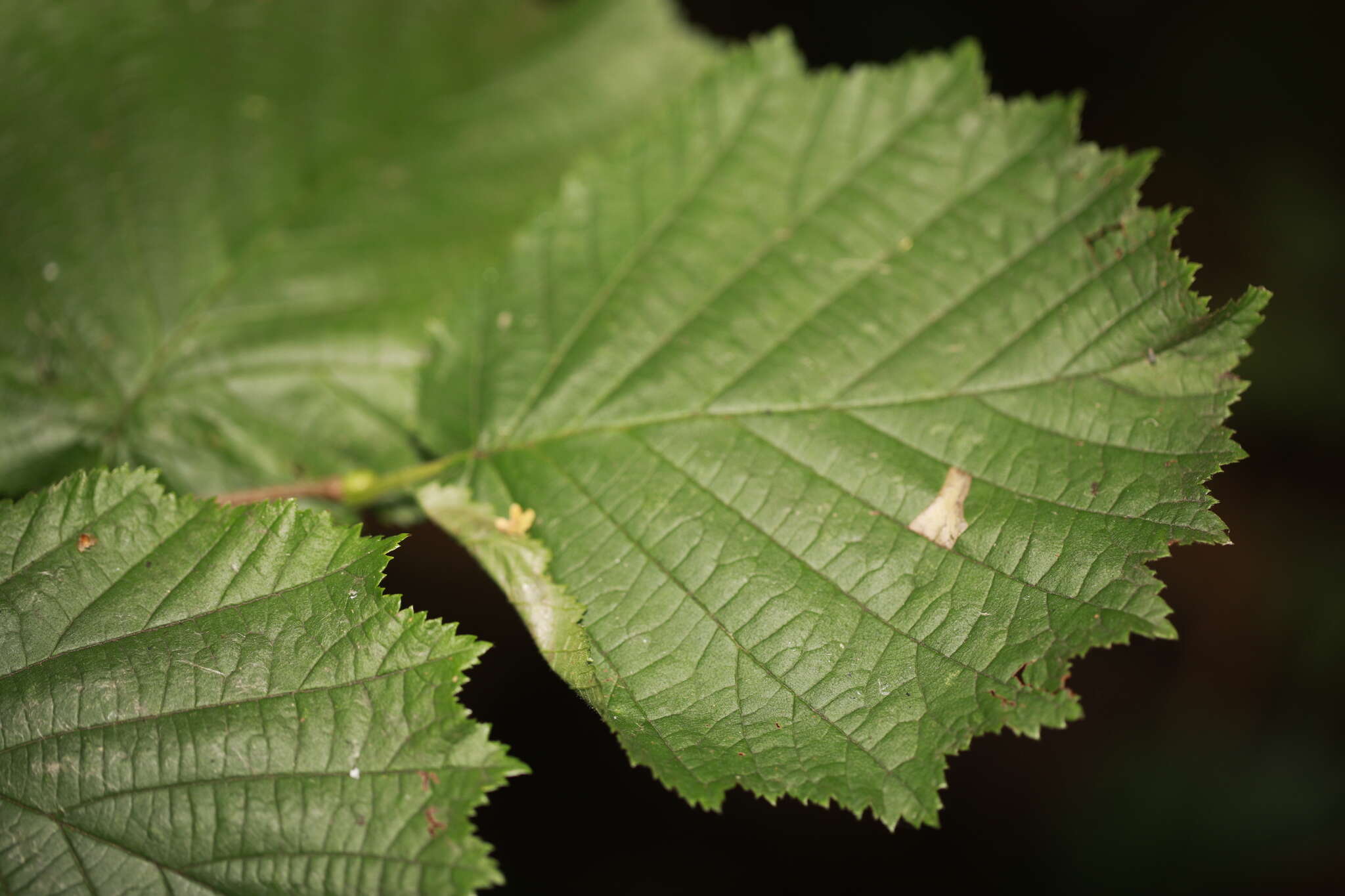 Image of Hazel Slender