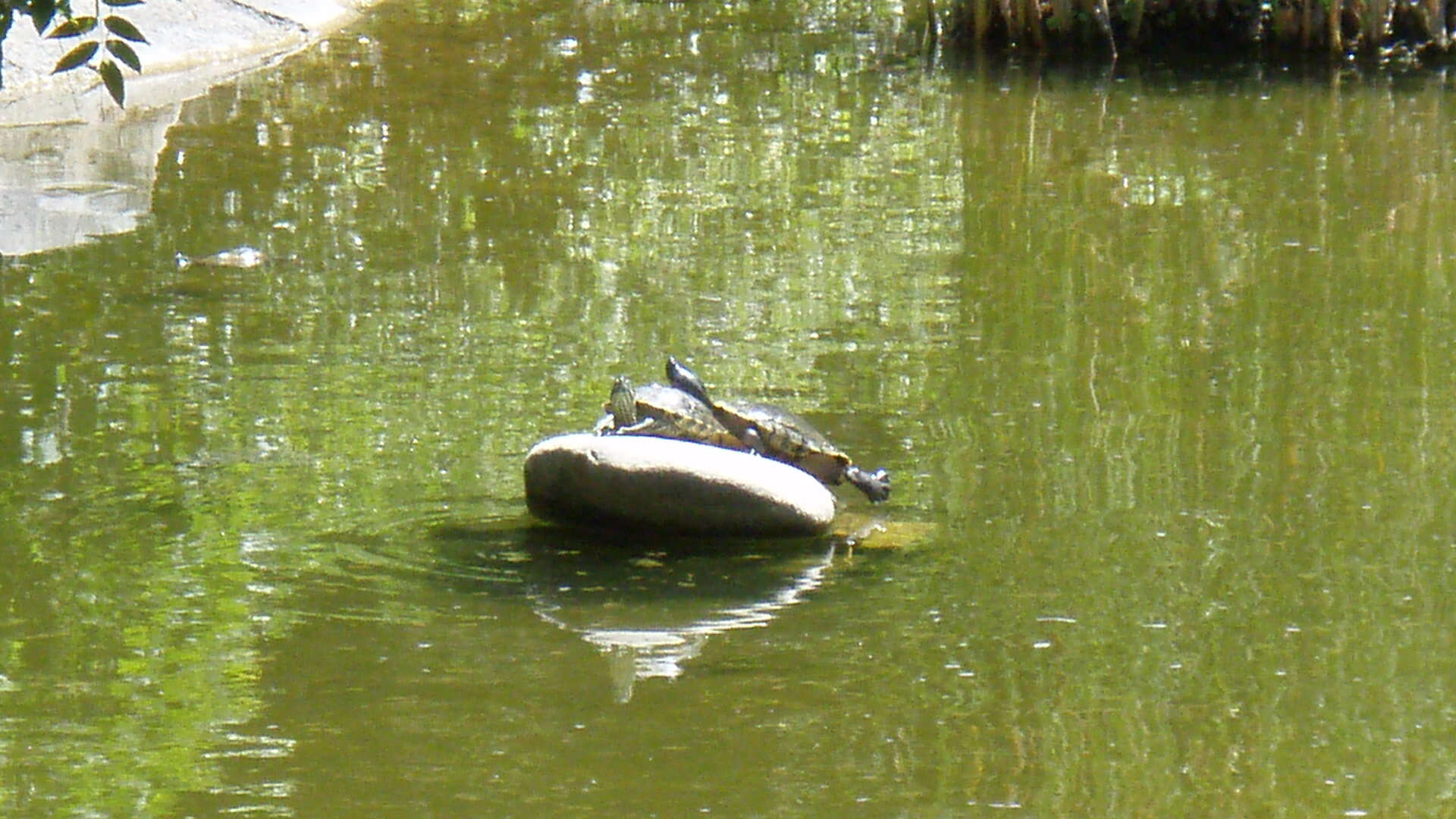 Image of slider turtle, red-eared terrapin, red-eared slider