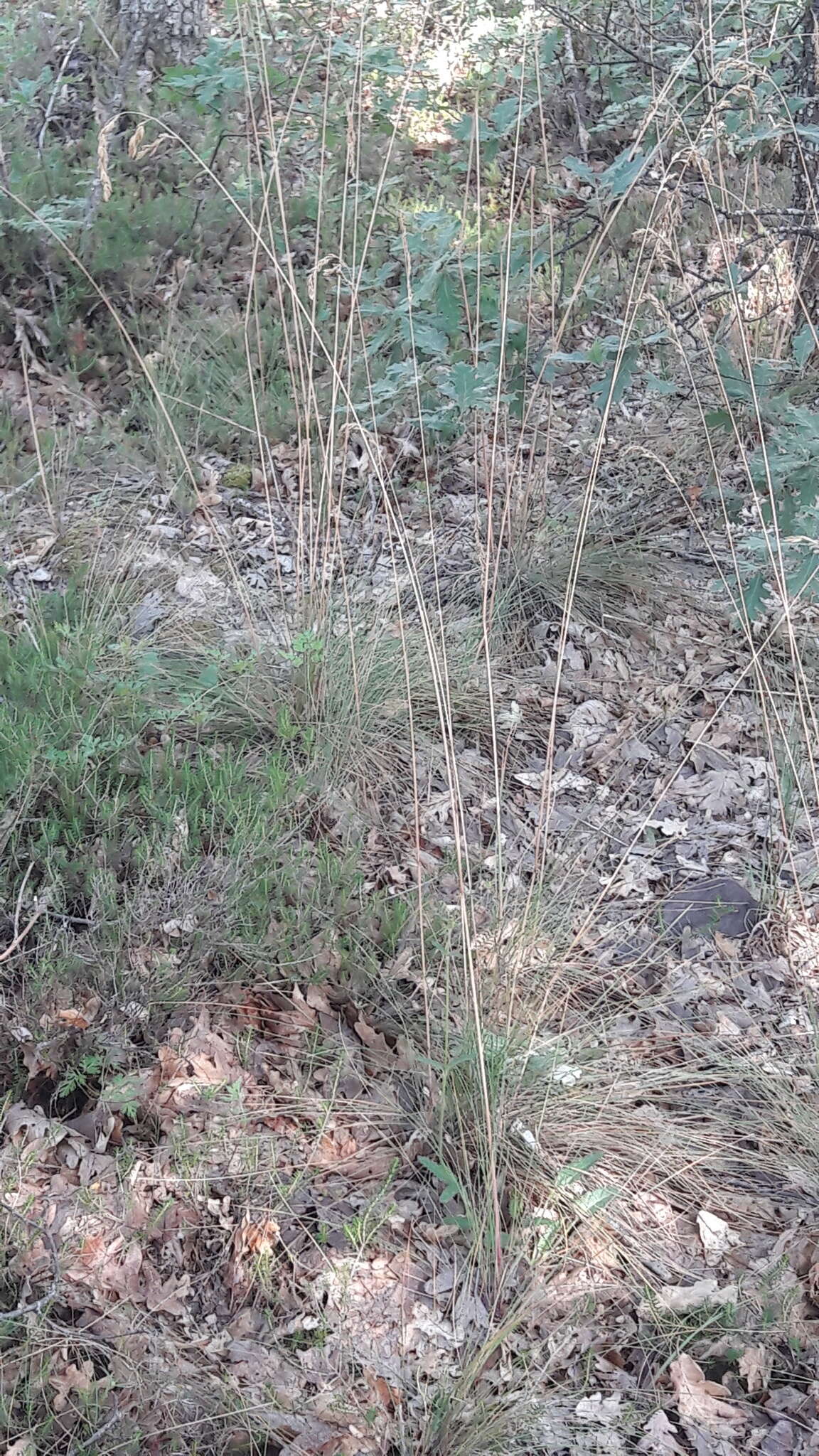 Image of Festuca paniculata (L.) Schinz & Thell.