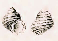 Image of Austrocochlea porcata (A. Adams 1853)