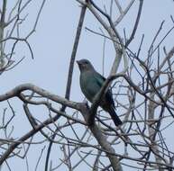 Image of Glaucous Tanager