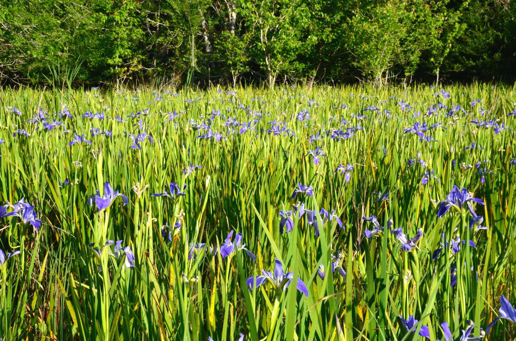 Sivun Iris savannarum Small kuva