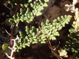 Image of Oeosporangium hispanicum (Mett.) Fraser-Jenk. & Pariyar
