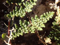 Image de Oeosporangium hispanicum (Mett.) Fraser-Jenk. & Pariyar