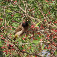 Слика од Gymnosporia maranguensis (Loes.) Loes.