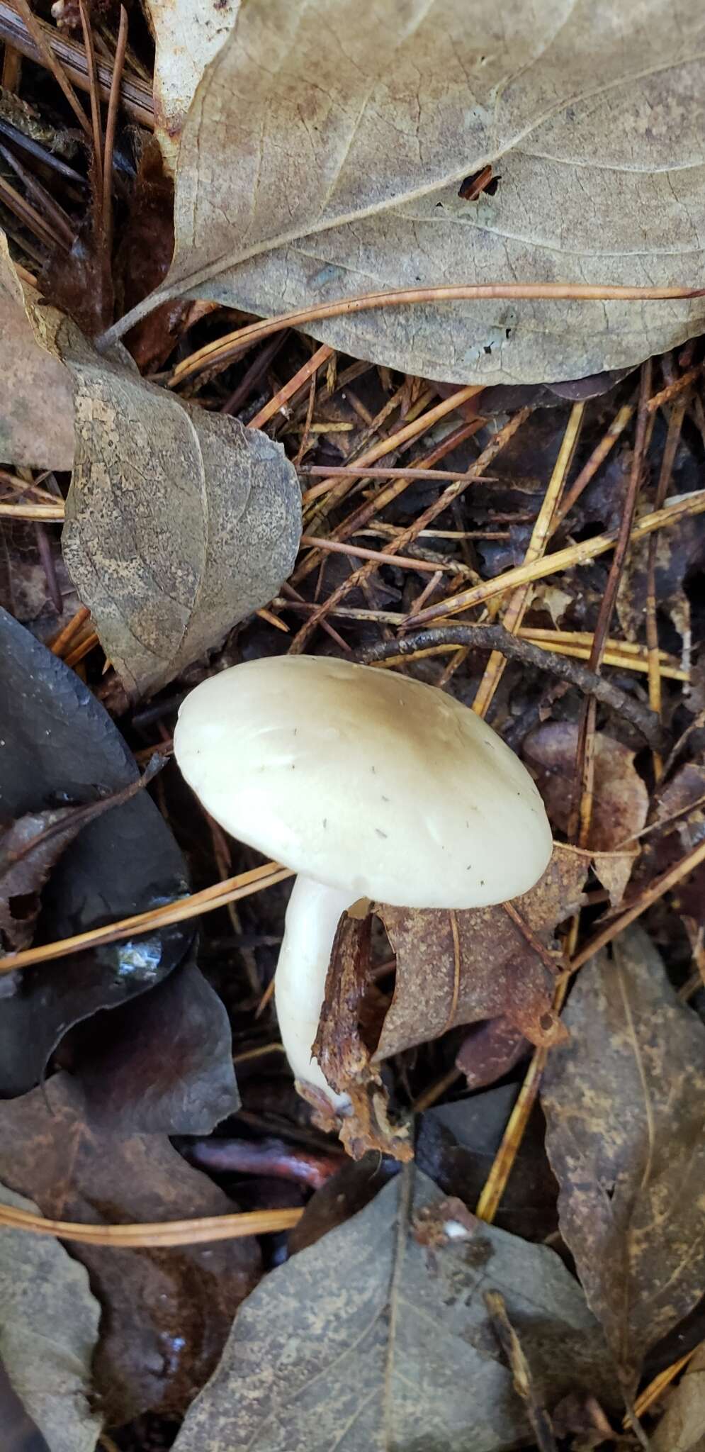 Plancia ëd Hygrophorus occidentalis A. H. Sm. & Hesler 1939