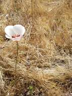 Calochortus simulans (Hoover) Munz resmi