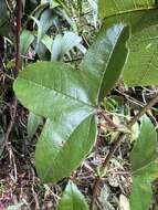 Image de Passiflora cumbalensis var. goudotiana (Triana & Planchon) L. K. Escobar