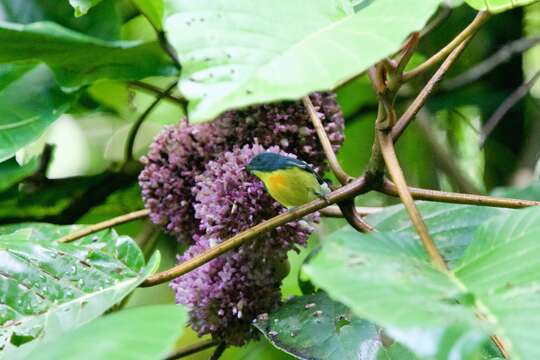 Image of Yellow-rumped Flowerpecker