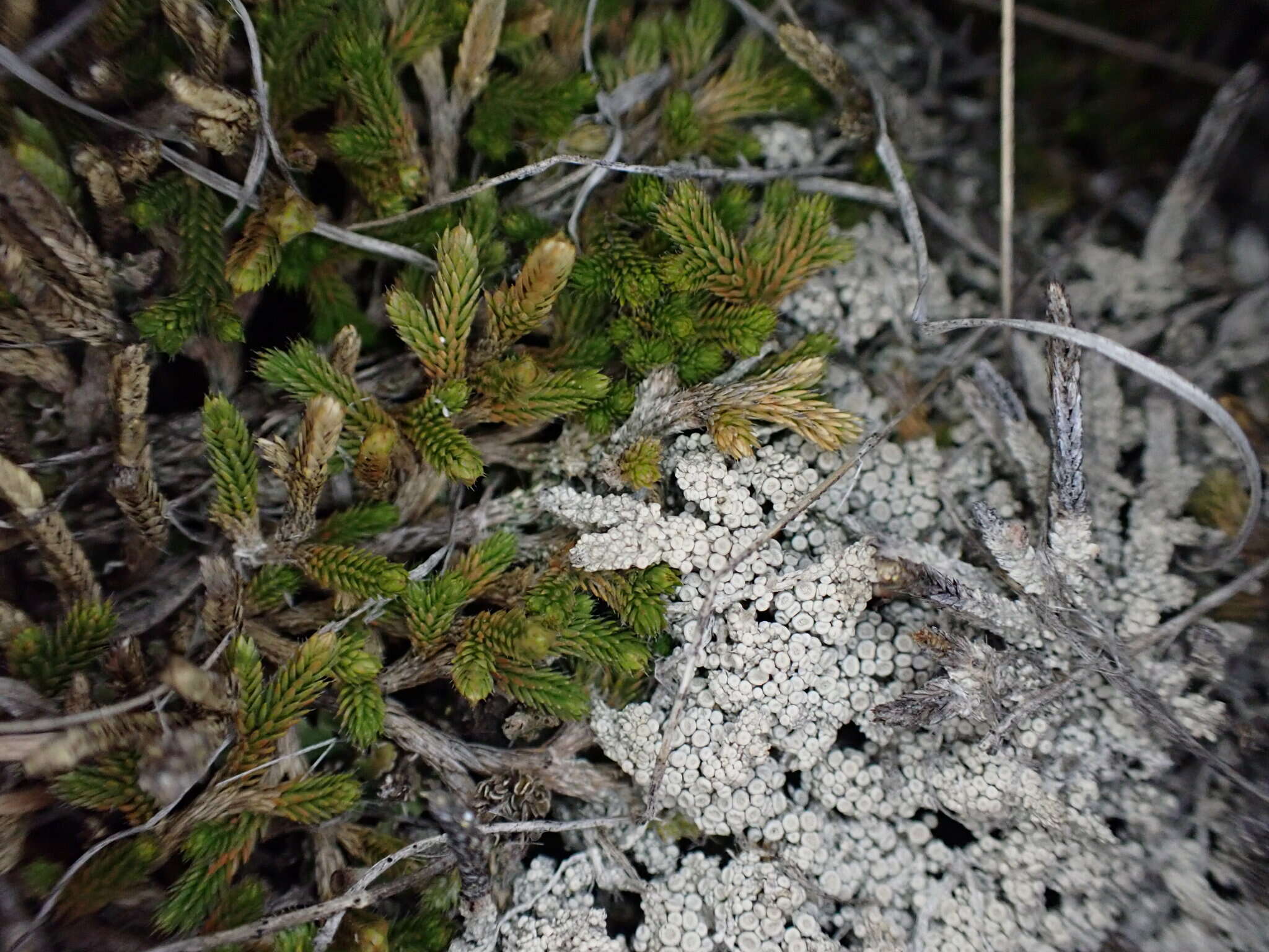 Image of Tundra saucer lichen