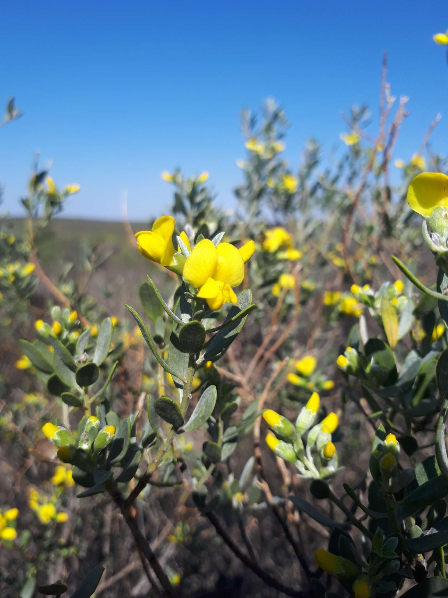 Plancia ëd <i>Xiphotheca canescens</i>