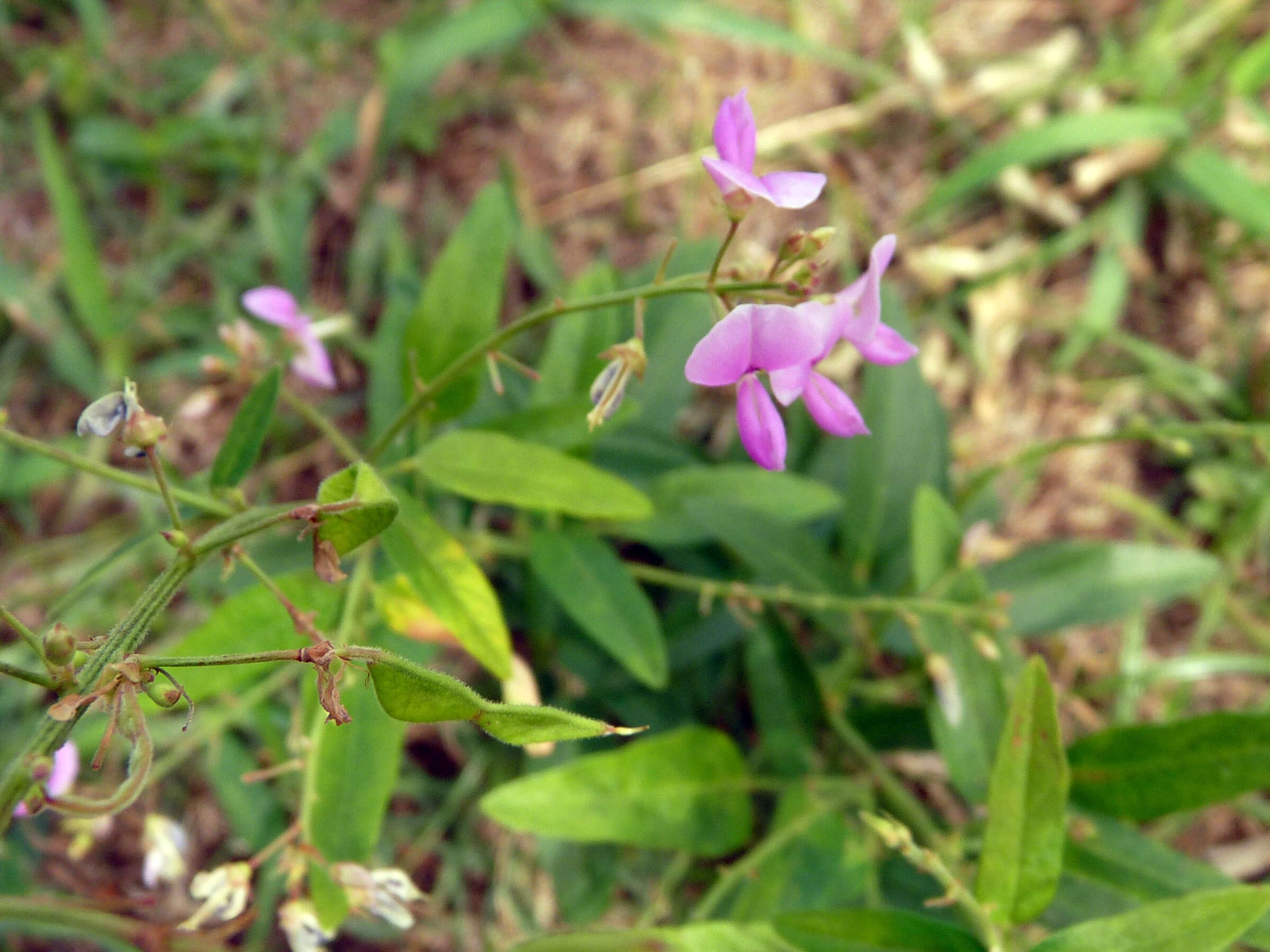 Image of panicledleaf ticktrefoil