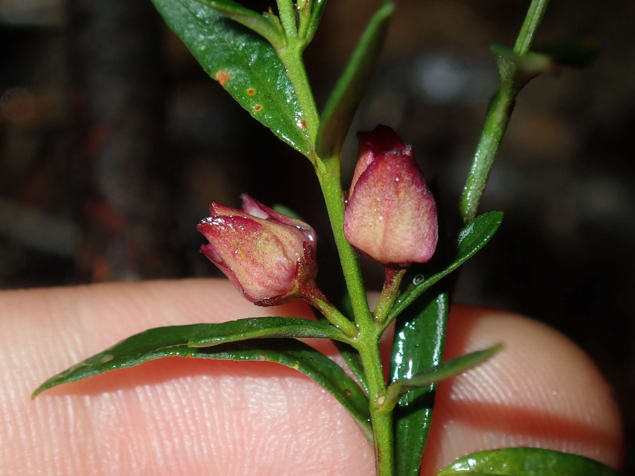 Image de Cyanothamnus polygalifolius