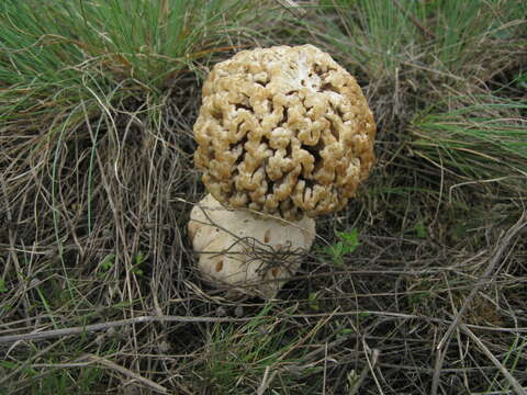 Image of Morchella steppicola Zerova 1941