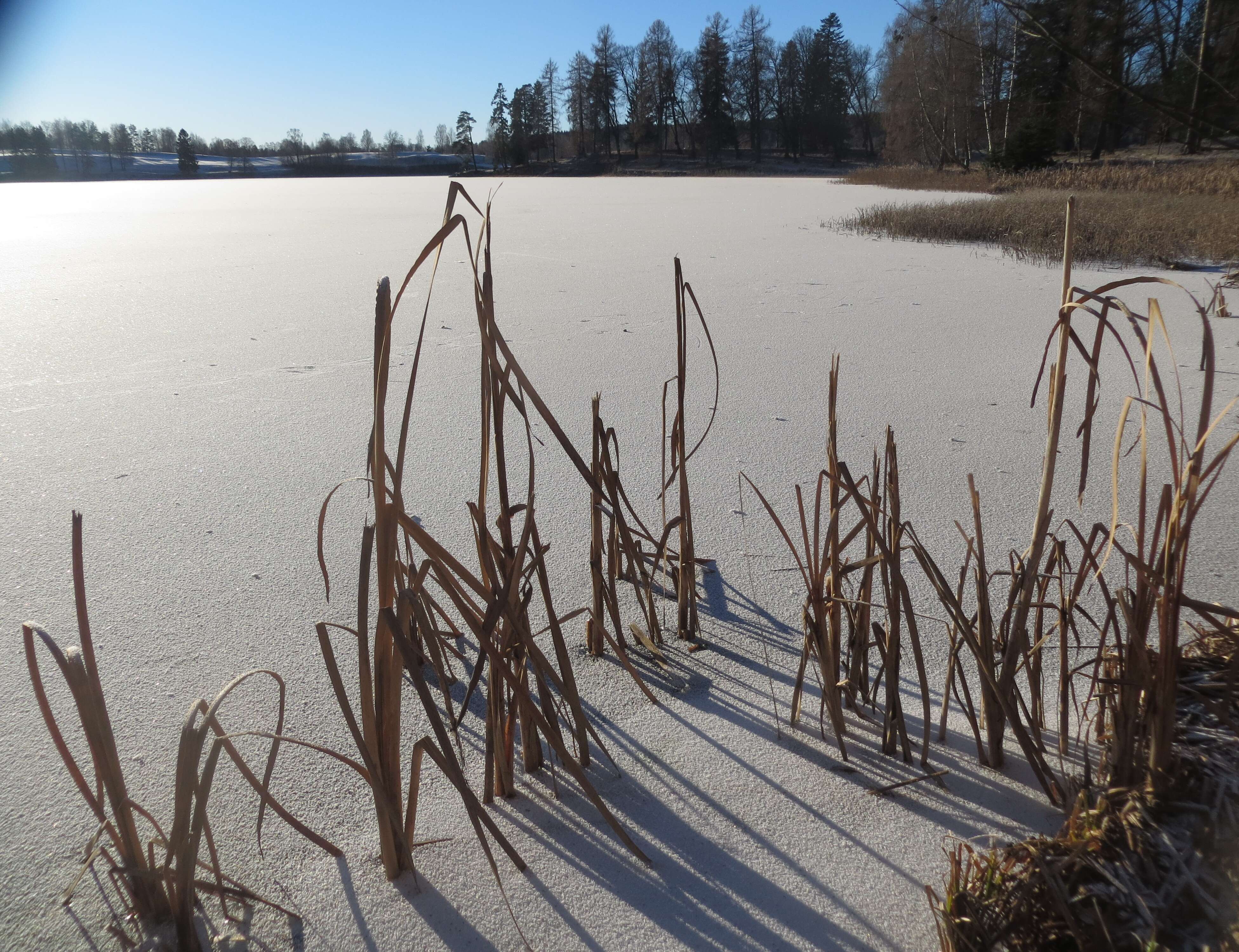 Image of broadleaf cattail