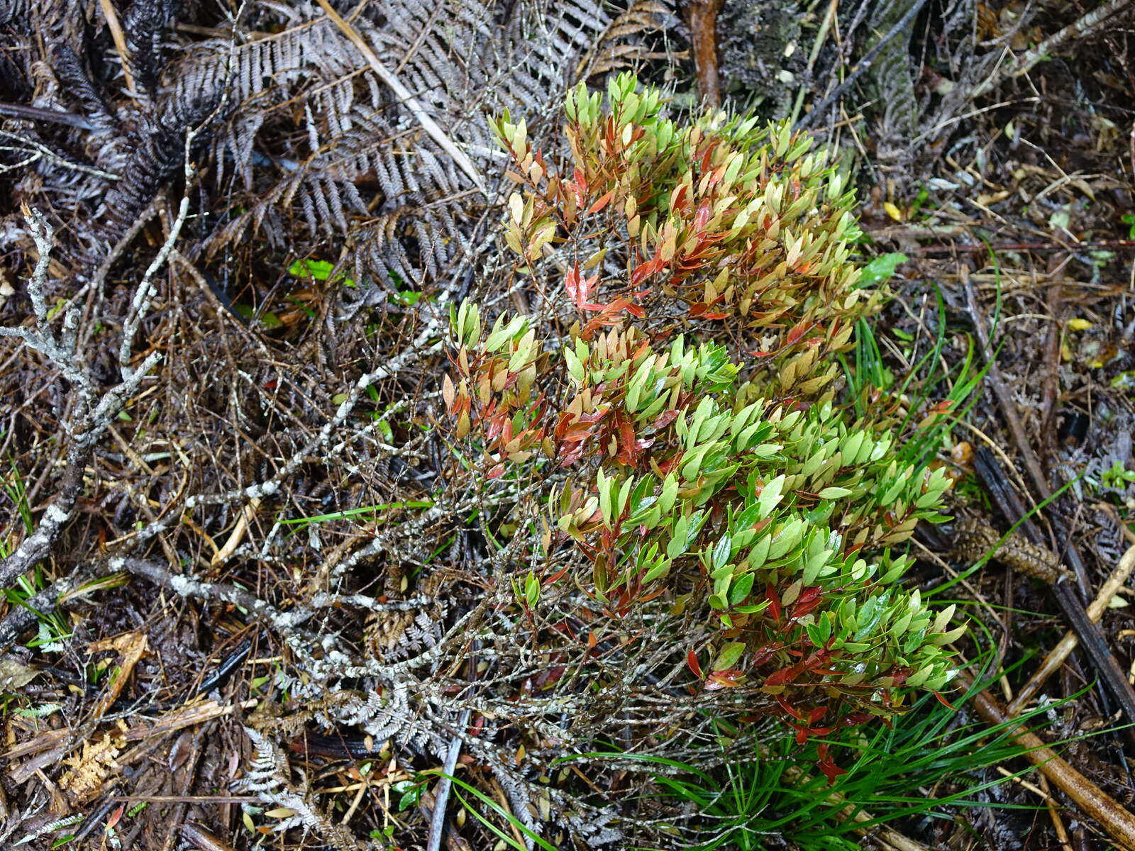 Image de Metrosideros robusta A. Cunn.