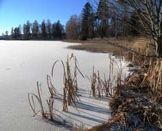 Image of broadleaf cattail