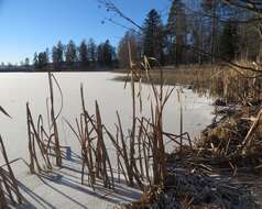 Image of broadleaf cattail