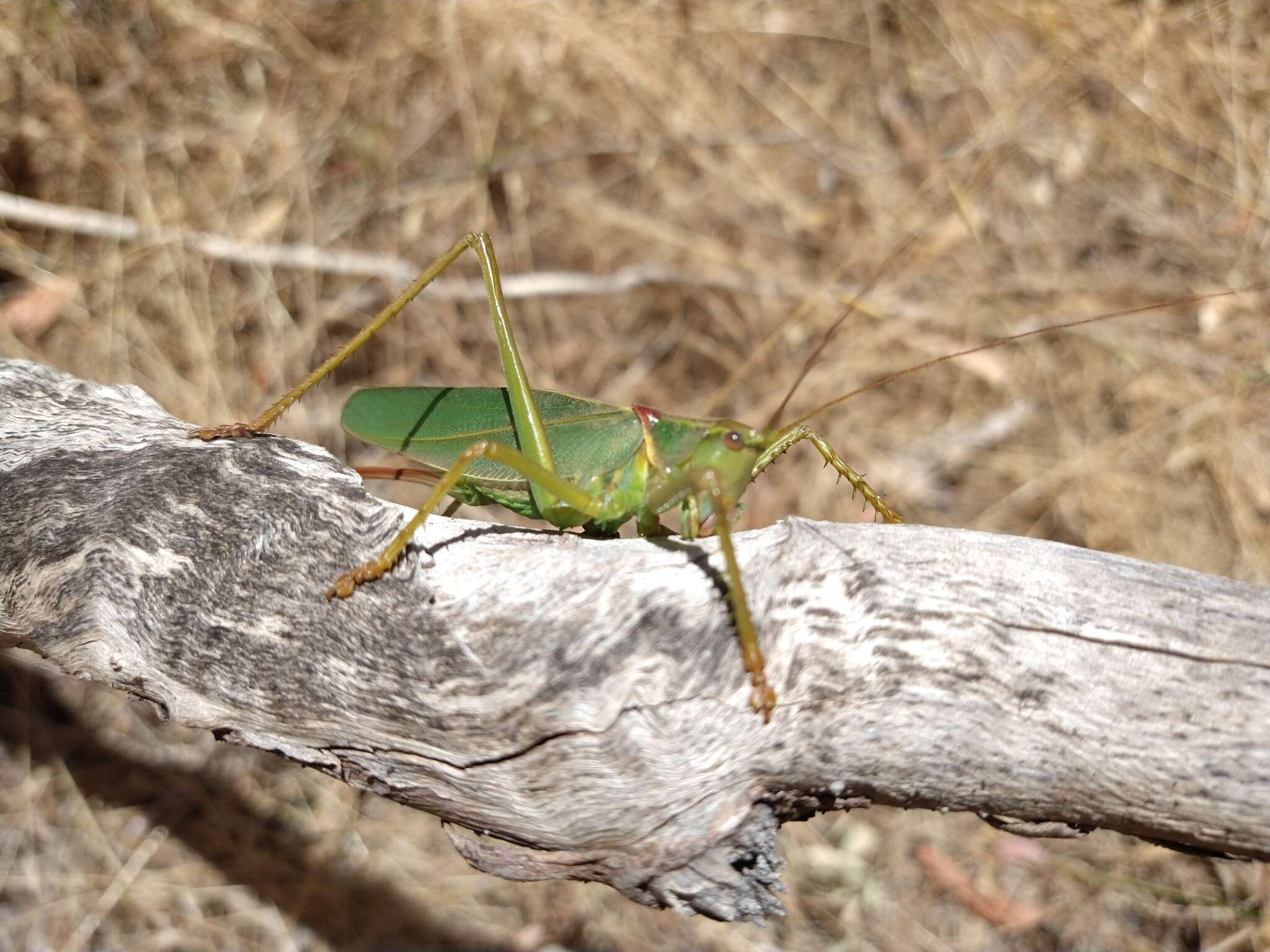 Image of Terpandrus calperum Rentz & D. C. F. 2001