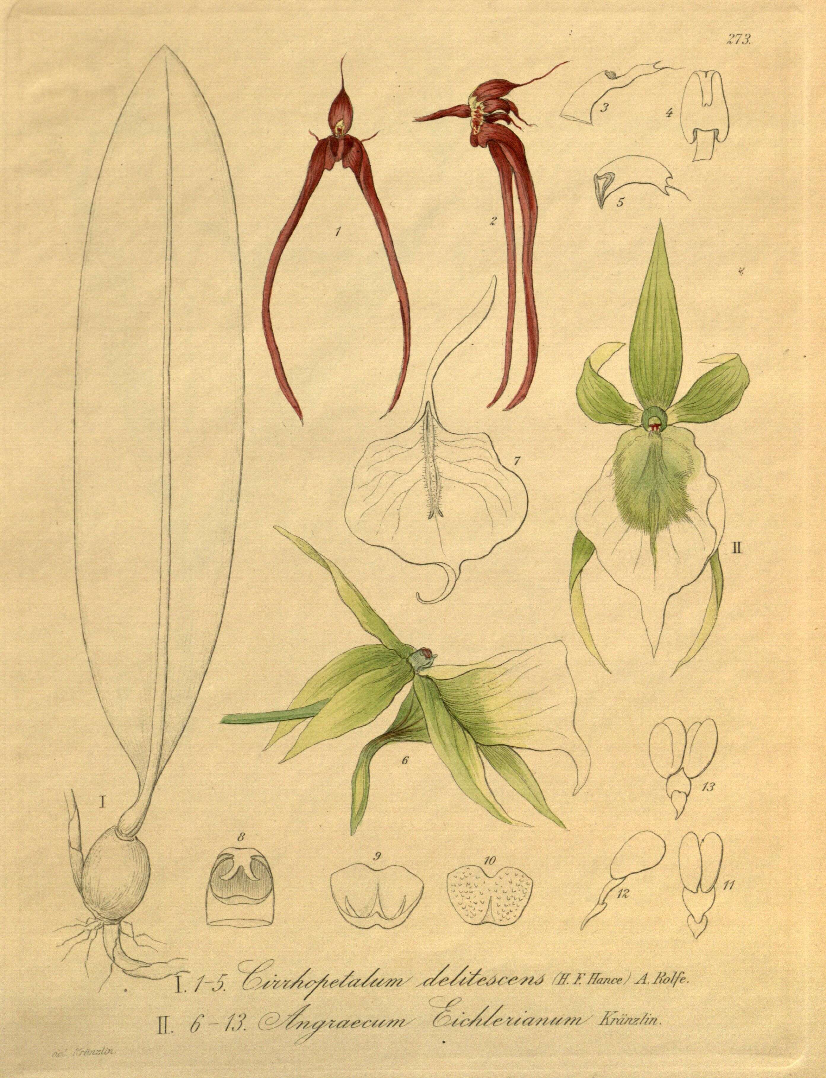 Image of Straight-lipped Bulbophyllum