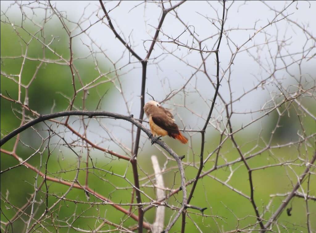 Image of Pale-headed Munia