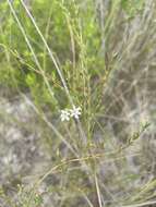 Image of Wand loosestrife