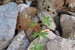 Galium mexicanum Kunth resmi