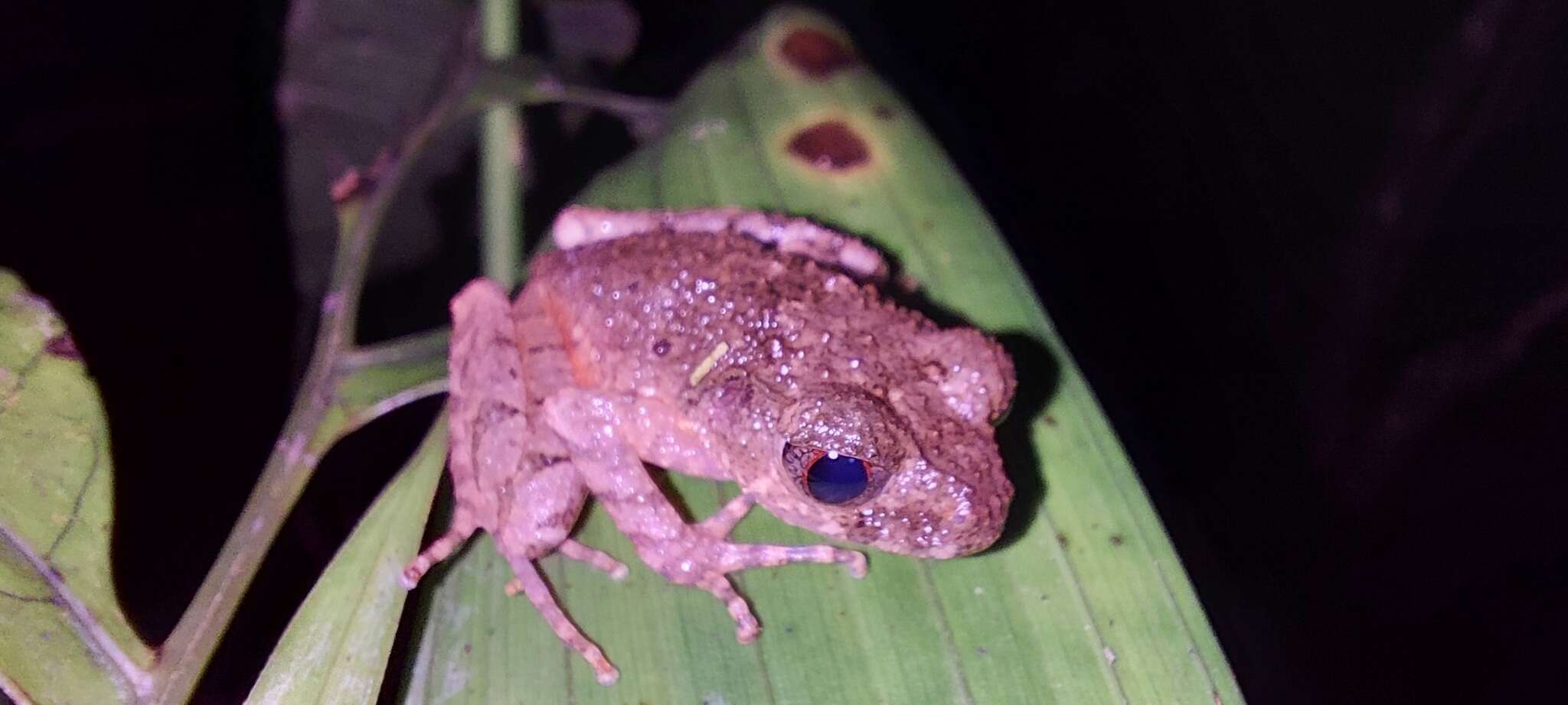 Image of Kinabalu slender litter frog