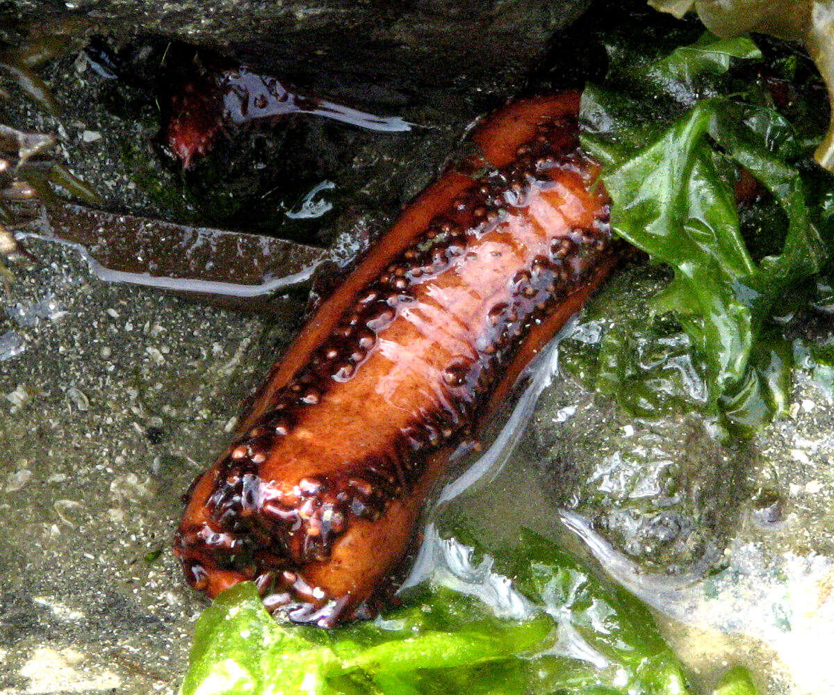 Image of Orange Sea Cucumber