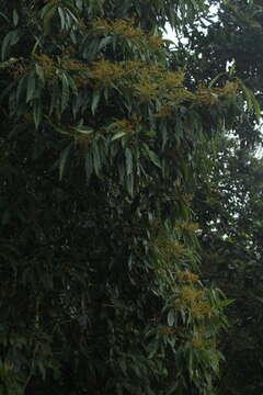 Plancia ëd Miconia longifolia (Aubl.) DC.