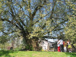 Image of Eurasian elm