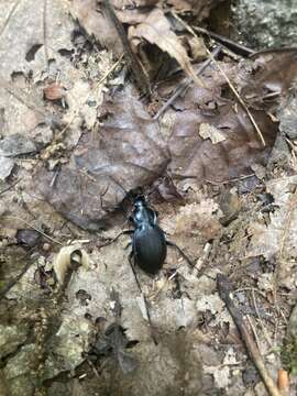 Image of Carabus (Carabus) goryi Dejean 1831