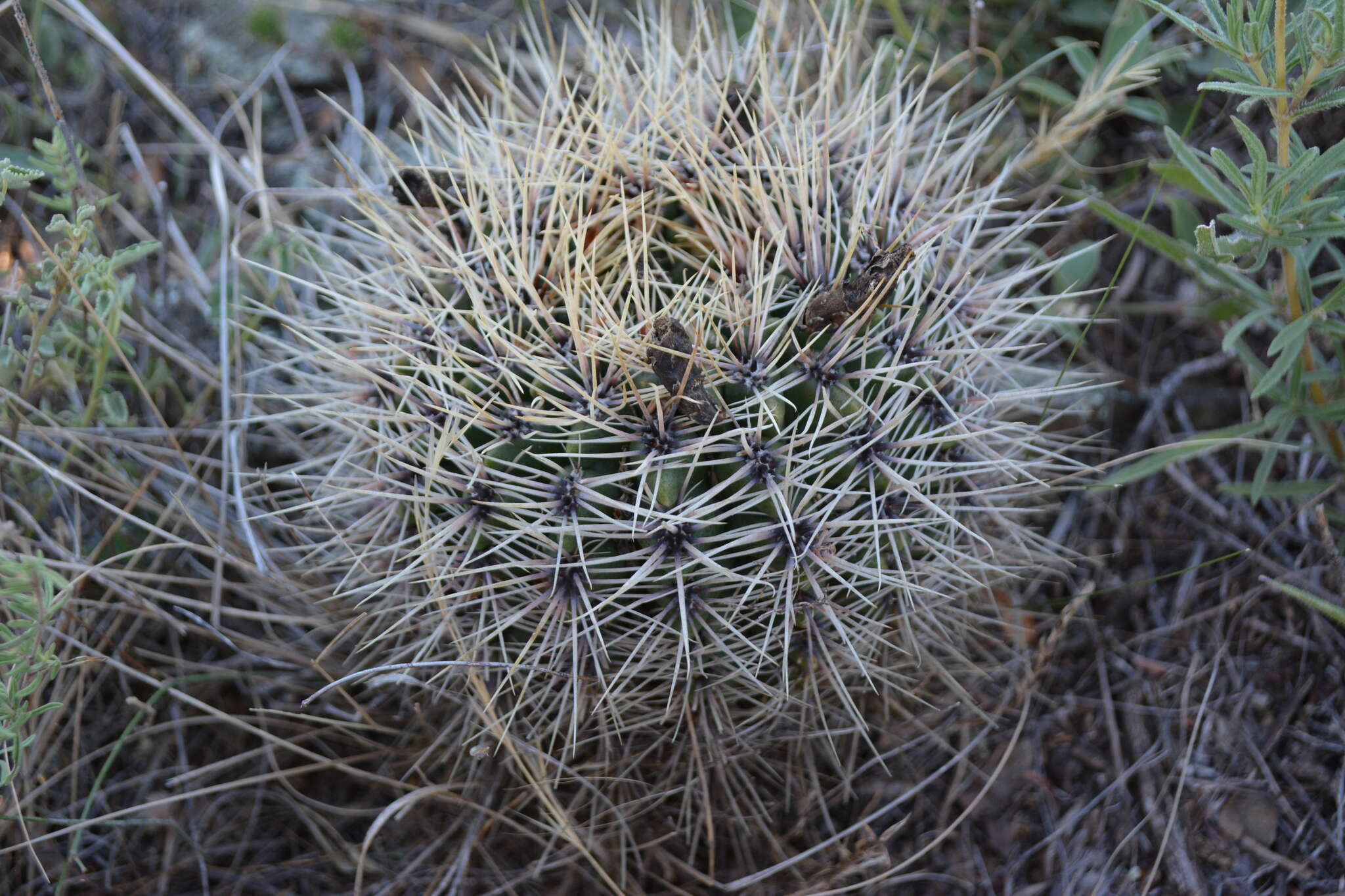 Image of Gymnocalycium reductum (Link) Pfeiff. ex Mittler