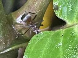 Image of Polyrhachis mindanaensis Emery 1923