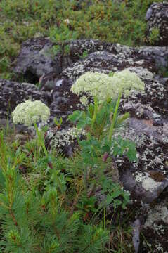 Image of Angelica saxatilis Turcz. ex Ledeb.