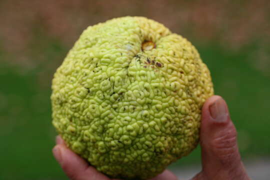 Image of Osage-orange