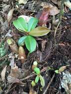 Image of Nepenthes gymnamphora Nees