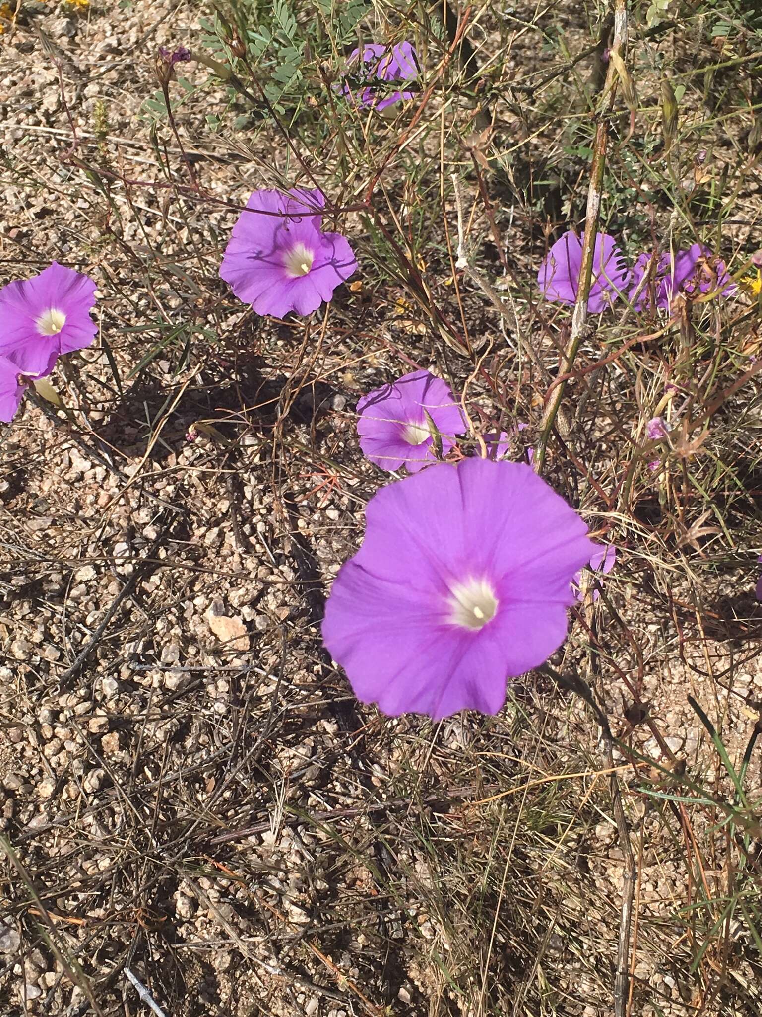 Imagem de Ipomoea ternifolia var. leptotoma (Torr.) J. A. Mc Donald