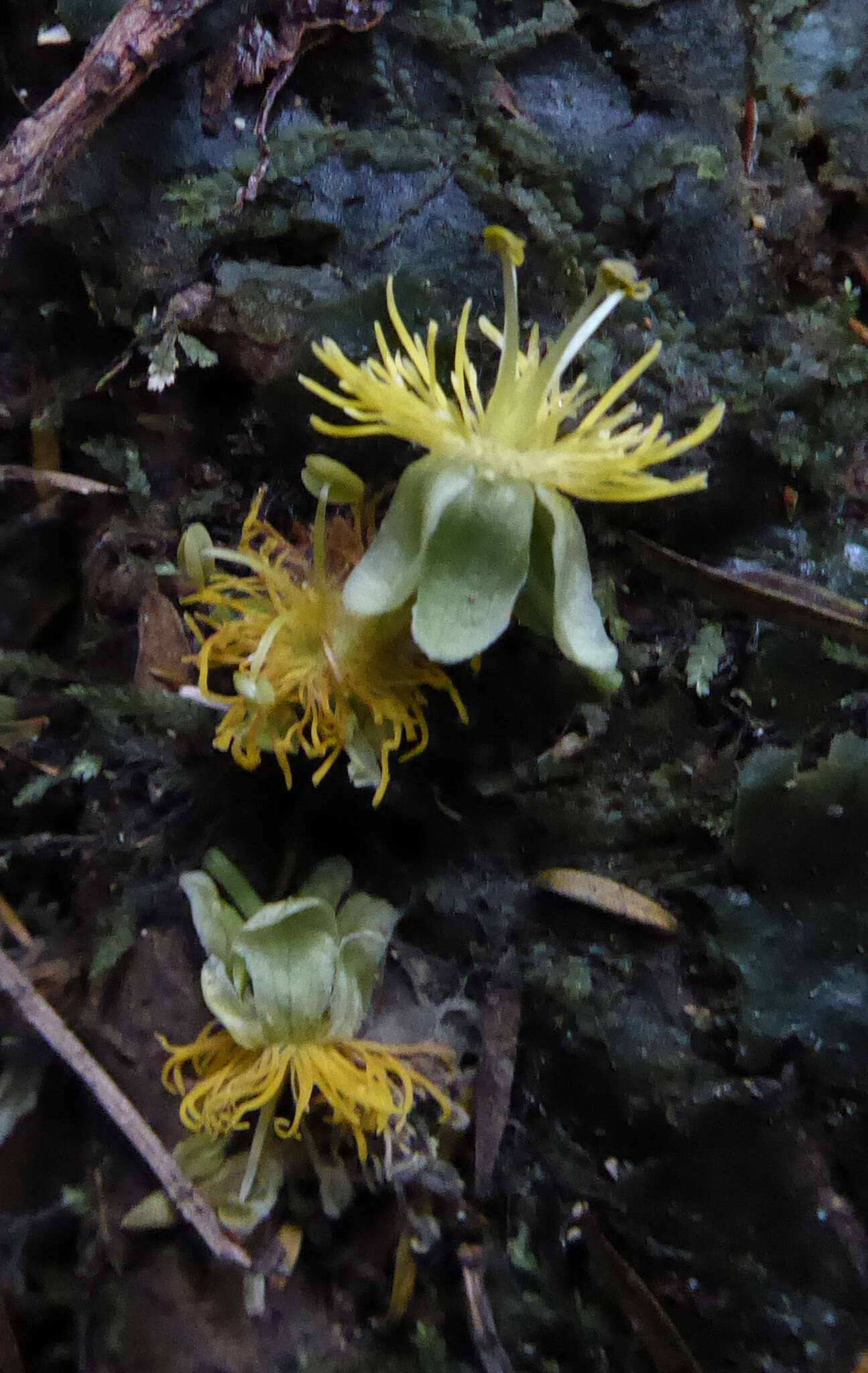 Image of Passiflora tetrandra Banks & Soland. ex DC.