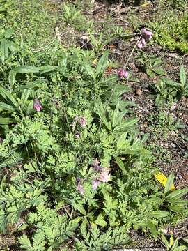 Imagem de Dicentra formosa subsp. formosa