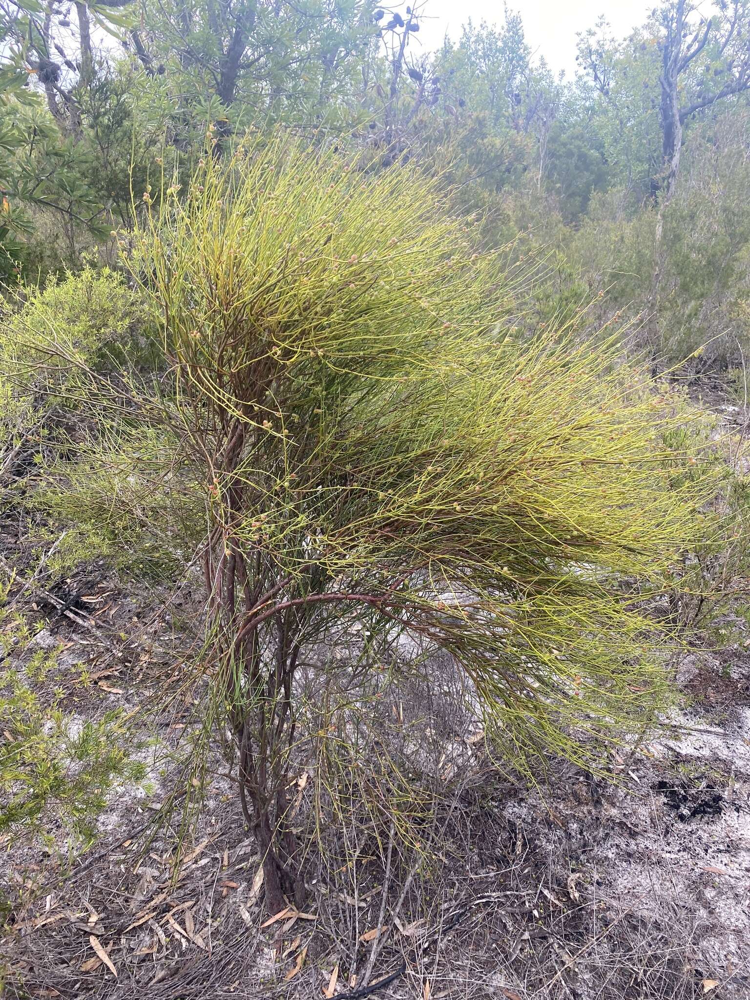 Image of Leptomeria acida R. Br.