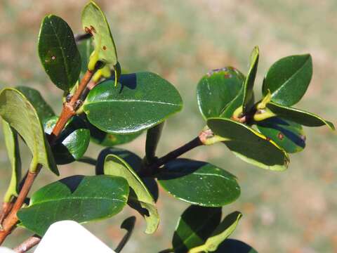 Image of Myrcianthes storkii (Standl.) Mc Vaugh