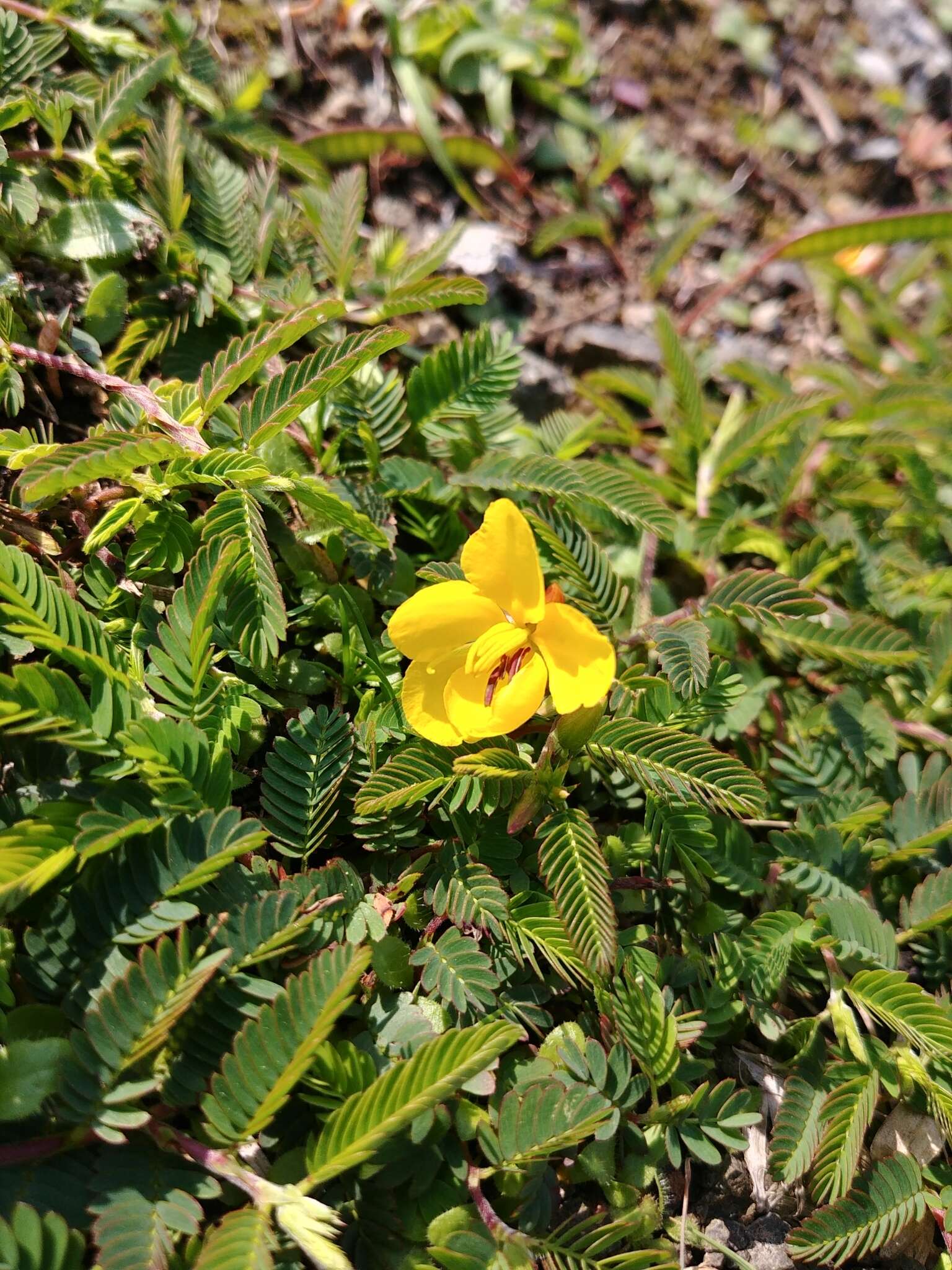 Image of Chamaecrista garambiensis (Hosok.) H. Ohashi, Tateishi & T. Nemoto