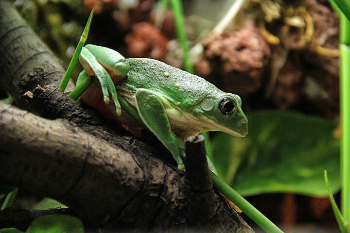 Image of Mexican leaf frog